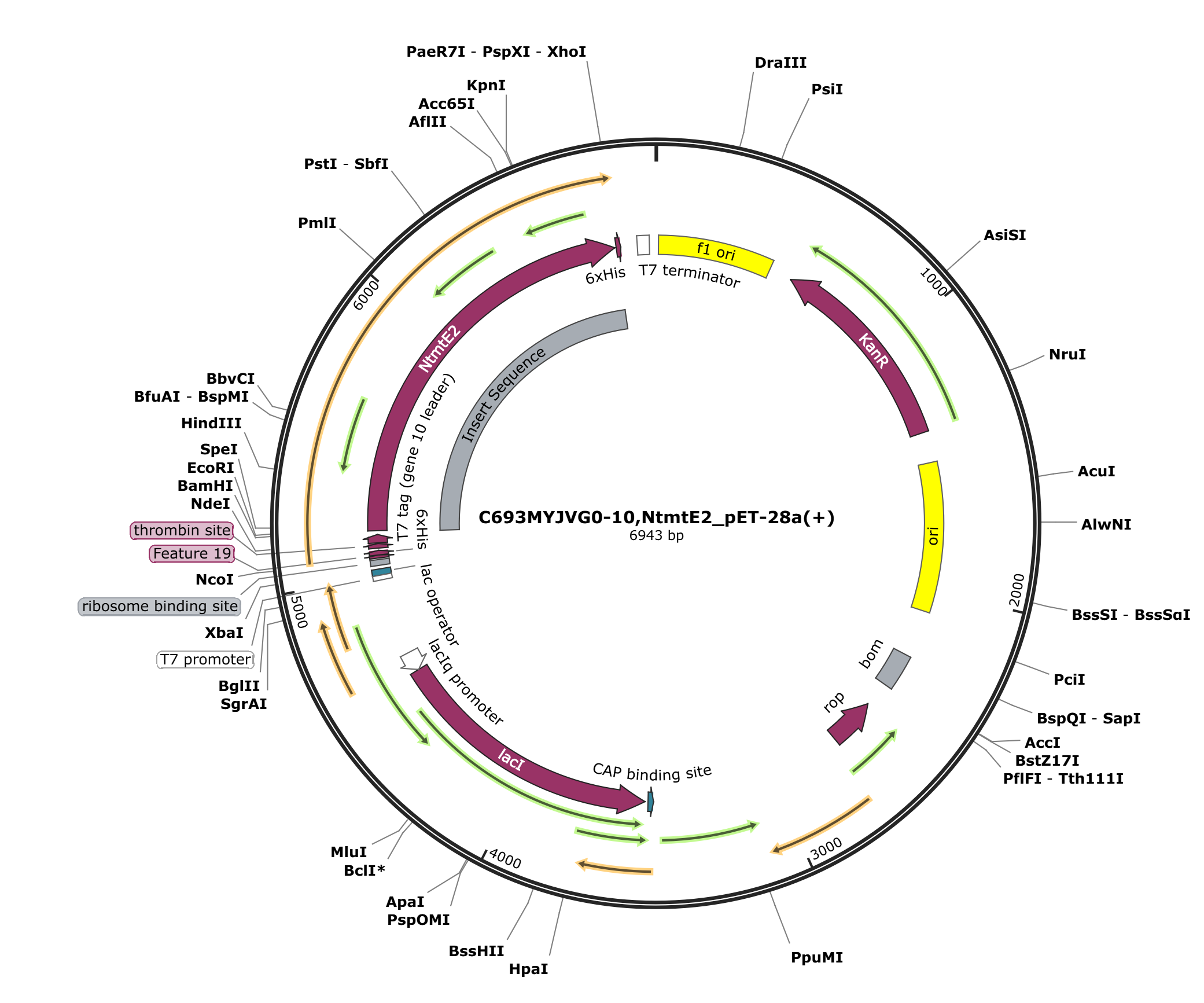 pWY115 pET28a_NtmtE2载体图谱.png5